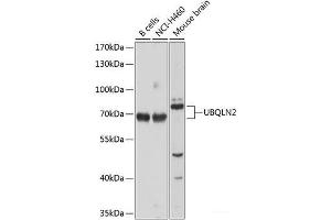 Western blot analysis of extracts of various cell lines using UBQLN2 Polyclonal Antibody at dilution of 1:1000. (Ubiquilin 2 Antikörper)