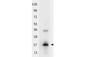 Western blot using  HRP conjugated anti-Human IL-33 antibody shows detection of a band ~18 kDa in size corresponding to recombinant human IL-33. (IL-33 Antikörper  (HRP))