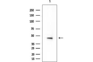 anti-Protein Kinase Protein SgK196 (SGK196) antibody