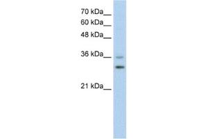 Western Blotting (WB) image for anti-Forkhead Box Q1 (FOXQ1) antibody (ABIN2460797) (FOXQ1 Antikörper)