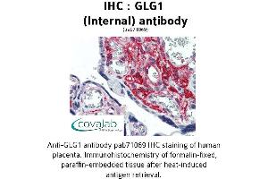 Image no. 1 for anti-Golgi Glycoprotein 1 (GLG1) (Internal Region) antibody (ABIN1734714)
