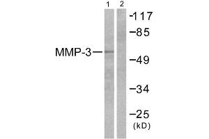 Western Blotting (WB) image for anti-Matrix Metallopeptidase 3 (Stromelysin 1, Progelatinase) (MMP3) (C-Term) antibody (ABIN1848686) (MMP3 Antikörper  (C-Term))