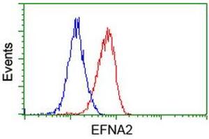 Image no. 2 for anti-Ephrin A2 (EFNA2) antibody (ABIN1497954) (Ephrin A2 Antikörper)