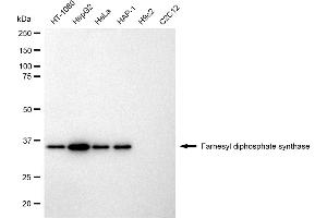 Western blotting analysis using Farnesyl diphosphate synthase antibody (ABIN7798569). (Rekombinanter FDPS Antikörper)