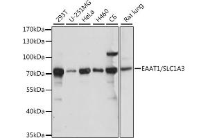 Western blot analysis of extracts of various cell lines, using E/E/SLC1 antibody (ABIN7270395) at 1:1000 dilution. (SLC1A3 Antikörper  (AA 453-542))