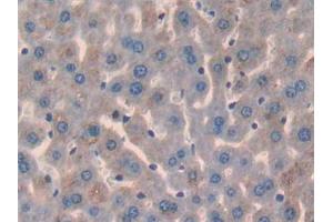 IHC-P analysis of Mouse Liver Tissue, with DAB staining. (Glypican 3 Antikörper  (AA 344-559))