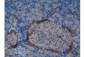 Detection of VIP in Rat Pancreas Tissue using Polyclonal Antibody to Vasoactive Intestinal Peptide (VIP) (Vip Antikörper  (AA 34-157))