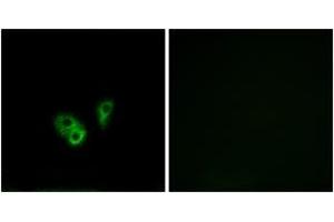 Immunofluorescence analysis of A549 cells, using CNGA2 Antibody.