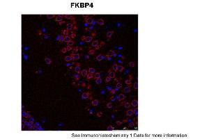 Sample Type: Mouse Brain Slices Red: primaryBlue: DAPIPrimary Dilution: 1:400 Secondary Antibody: Anti-Rabbit IgG Alexa 594Secondary Dilution: 1:400 Image Submitted By: Adahir Labrador-Garrido and Cintia Roodveldt University of Seville (FKBP4 Antikörper  (C-Term))