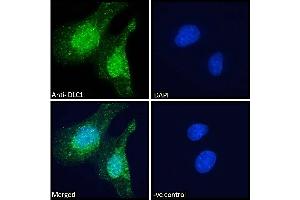 ABIN185264 Immunofluorescence analysis of paraformaldehyde fixed U251 cells, permeabilized with 0.