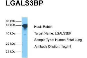 Host: Rabbit Target Name: LGALS3BP Sample Tissue: Human Fetal Lung Antibody Dilution: 1. (LGALS3BP Antikörper  (Middle Region))