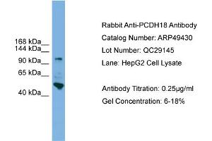 WB Suggested Anti-PCDH18  Antibody Titration: 0. (PCDH18 Antikörper  (N-Term))