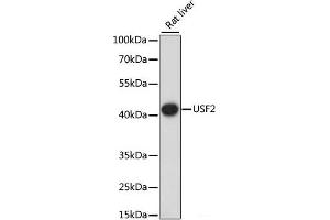 Western blot analysis of extracts of Rat liver using USF2 Polyclonal Antibody at dilution of 1:1000. (USF2 Antikörper)