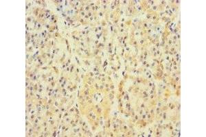 Immunohistochemistry of paraffin-embedded human pancreatic tissue using ABIN7159692 at dilution of 1:100