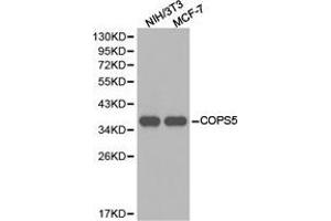 Western Blotting (WB) image for anti-COP9 Constitutive Photomorphogenic Homolog Subunit 5 (Arabidopsis) (COPS5) antibody (ABIN1871963) (COPS5 Antikörper)