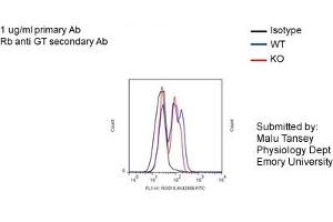 FACS -- Sample type: Bone marrow derived monocytes from mice BV2 cellsDilution: 1ug/mL (RGS10 Antikörper  (N-Term))