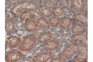 IHC-P analysis of Mouse Kidney Tissue, with DAB staining. (TGFBI Antikörper  (AA 423-632))