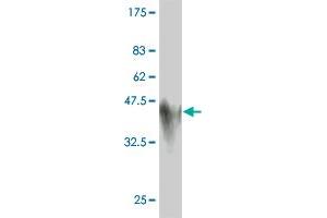 Western Blot detection against Immunogen (45. (Glucagon Antikörper  (AA 1-180))