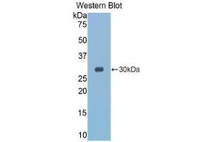 Western Blotting (WB) image for anti-Granzyme K (Granzyme 3, Tryptase II) (GZMK) (AA 27-264) antibody (ABIN1859110) (GZMK Antikörper  (AA 27-264))