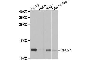 Western blot analysis of extracts of various cell lines, using RPS27 antibody. (RPS27 Antikörper)