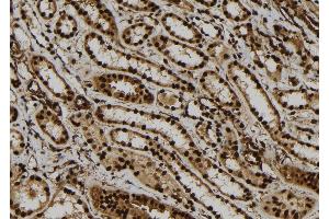 ABIN6279148 at 1/100 staining Human kidney tissue by IHC-P. (ATXN7L1 Antikörper)