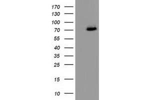 Western Blotting (WB) image for anti-Peptidylprolyl Isomerase Domain and WD Repeat Containing 1 (PPWD1) antibody (ABIN1500394)