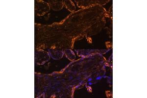 Immunofluorescence (IF) image for anti-Brain and Reproductive Organ-Expressed (TNFRSF1A Modulator) (BRE) (AA 51-229) antibody (ABIN7265912)