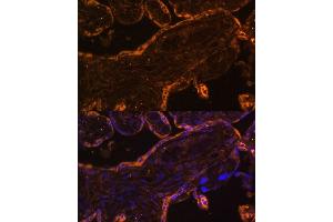 Immunofluorescence analysis of human placenta using BRE Polyclonal Antibody (ABIN7265912) at dilution of 1:100 (40x lens). (BRE Antikörper  (AA 51-229))