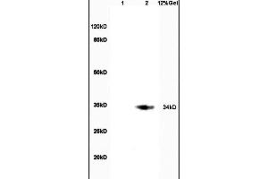 Lane 1: rat brain lysates Lane 2: rat intestine lysates probed with Anti CDX2/3 Polyclonal Antibody, Unconjugated (ABIN1387257) at 1:200 in 4 °C. (CDX2+3 (AA 151-260) Antikörper)