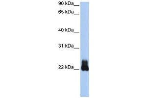 Western Blotting (WB) image for anti-Ras Homolog Family Member D (RHOD) antibody (ABIN2458652) (RHOD Antikörper)