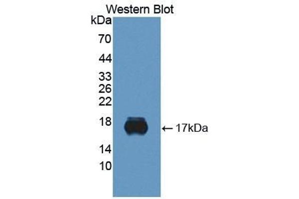 SIGLEC10 antibody  (AA 571-697)