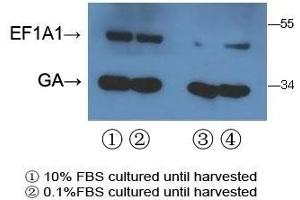 With 293T cell line lysate,resolved proteins were electrophoretically transferred to PVDF membrane and incubated sequentially with primary antibody EEF1A1/ EEF1A2 ( abgent, Cat. (EEF1A2 Antikörper  (AA 46-72))