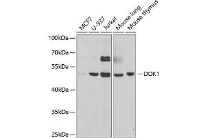 Western blot analysis of extracts of various cell lines, using DOK1 antibody (ABIN6130881, ABIN6139763, ABIN6139764 and ABIN6221343) at 1:1000 dilution. (DOK1 Antikörper  (AA 1-280))