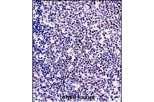 TNFSF13B Antibody (N-term) ((ABIN657917 and ABIN2846864))immunohistochemistry analysis in formalin fixed and paraffin embedded human tonsil tissue followed by peroxidase conjugation of the secondary antibody and DAB staining. (BAFF Antikörper  (N-Term))