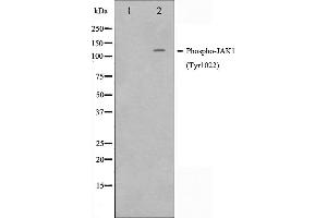 JAK1 Antikörper  (pTyr1022, pTyr1023)