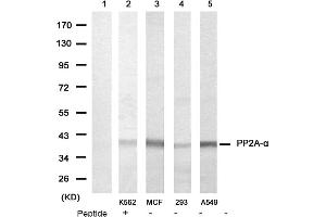 Image no. 1 for anti-Protein Phosphatase 2, Catalytic Subunit, alpha Isozyme (PPP2CA) (N-Term) antibody (ABIN319372) (PPP2CA Antikörper  (N-Term))