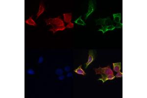 ABIN6259869 and ABIN6267009 staining Hela by IF/ICC. (AKT 1/2/3 Antikörper  (C-Term, pan))