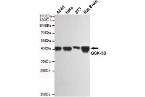 Western blot testing of human A549, human HeLa, mouse NIH3T3 and rat brain lysates using GSK3B antibody at 1:1000.