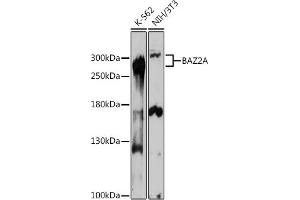 Western blot analysis of extracts of various cell lines, using BA antibody (ABIN7265937) at 1:1000 dilution. (BAZ2A Antikörper)