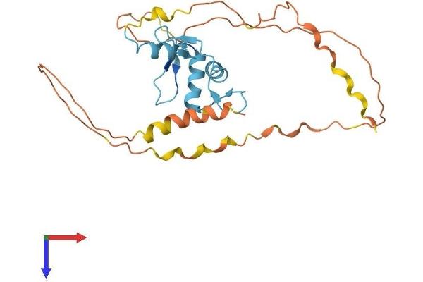 KLF16 Protein (AA 1-252) (His tag)