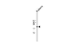 GPX3 Antikörper  (AA 93-123)