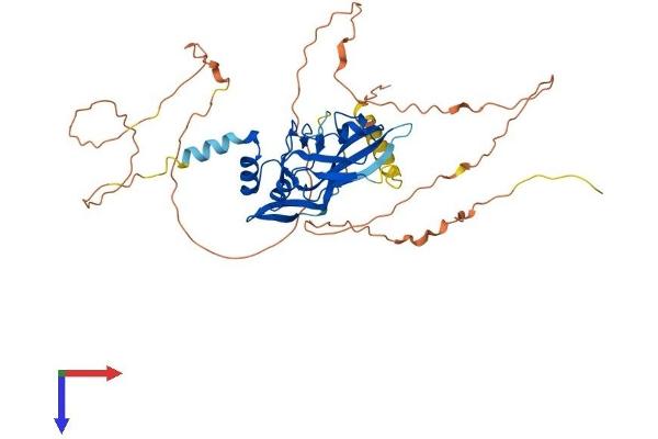 T-Box 19 Protein (TBX19) (AA 1-448) (His tag)