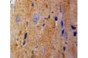 IHC-P analysis of Liver tissue, with DAB staining. (TPT1 Antikörper  (AA 1-172))