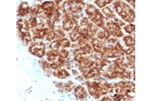 IHC testing of FFPE human pancreas with MAML2 antibody (clone MMLP2-1). (MAML2 Antikörper)
