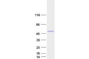 Validation with Western Blot (HNF4A Protein (Transcript Variant 6) (Myc-DYKDDDDK Tag))