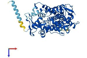 CYP2C19 Protein (AA 1-490) (His tag)