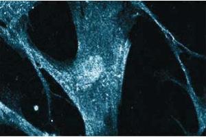 Immunofluorescent staining on WI38 cells. (CAMK4 Antikörper  (AA 1-241))
