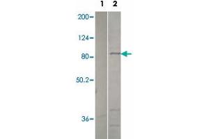 Western blot analysis of pre-immune serum (lane 1) and recombinant PDE2A protein (lane 2) using PDE2A polyclonal antibody  at 1:500 dilution. (PDE2A Antikörper  (C-Term))
