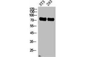 Western Blot analysis of NIH-3T3, 293 cells using ABCG2 Polyclonal Antibody.