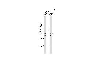 All lanes : Anti-RAC1 Antibody (S71) at 1:2000 dilution Lane 1: A431 whole cell lysate Lane 2: MCF-7 whole cell lysate Lysates/proteins at 20 μg per lane. (RAC1 Antikörper  (AA 49-78))